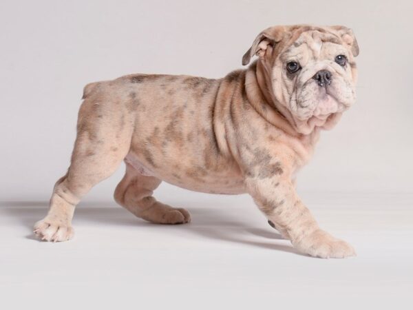 [#20930] Blue Tri/Merle Female English Bulldog Puppies for Sale