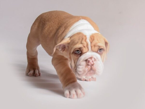 [#20929] Fawn and White Male English Bulldog Puppies for Sale