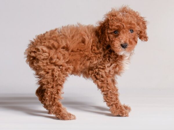 [#20928] Red Female Poodle Puppies for Sale