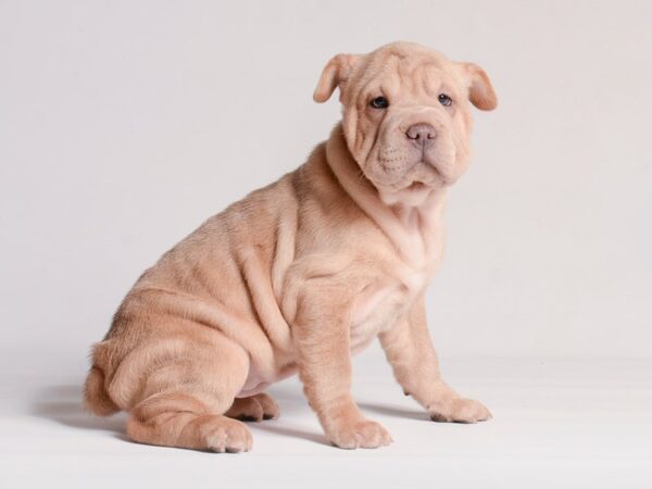 [#20923] Lilac Female Frenchie-Pei Puppies for Sale