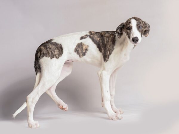 [#20919] Blk, Brdl & Wht Female Greyhound Puppies for Sale