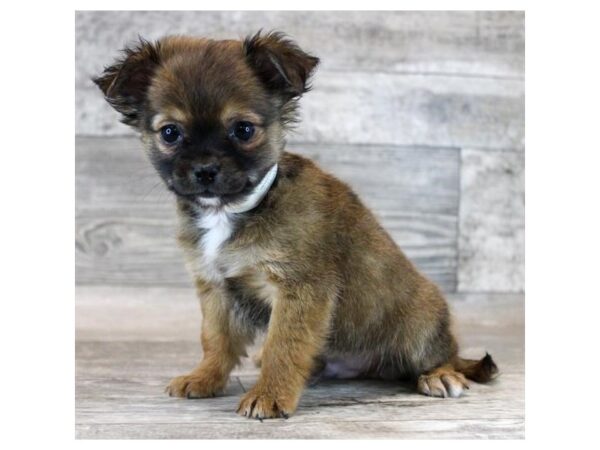 [#20935] Black Sabled Fawn Male Chihuahua Puppies for Sale