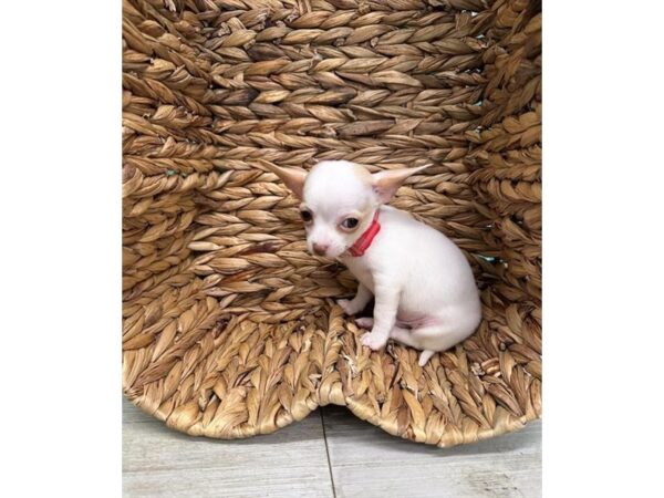 [#20936] White Male Chihuahua Puppies for Sale