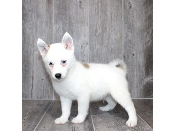 [#20933] White / Red Sable Male Pomeranian/Alaskan Klee Kai Puppies for Sale