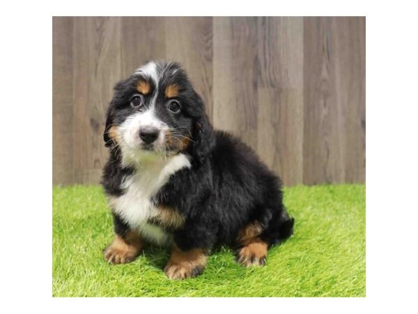 [#20940] Tri-Colored Female Bernedoodle Mini 2nd Gen Puppies for Sale