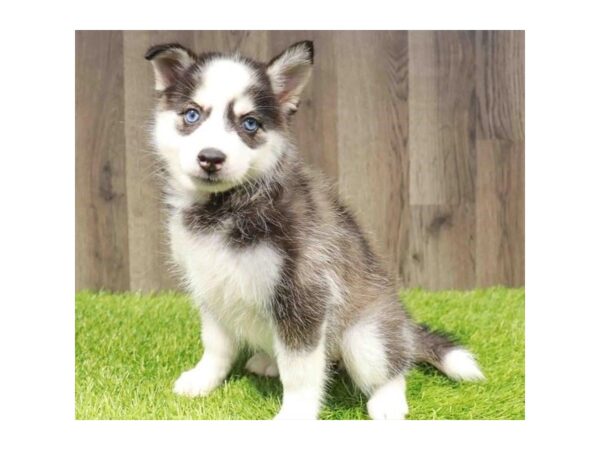 [#20941] Black / White Female Pomsky Puppies for Sale