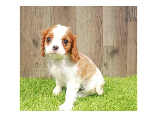 [#20937] Blenheim Female Cavalier King Charles Spaniel Puppies for Sale