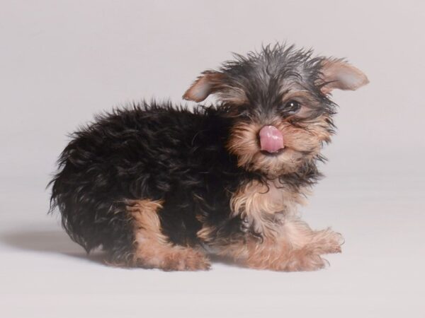 [#20943] Black and Tan Male Yorkshire Terrier Puppies for Sale