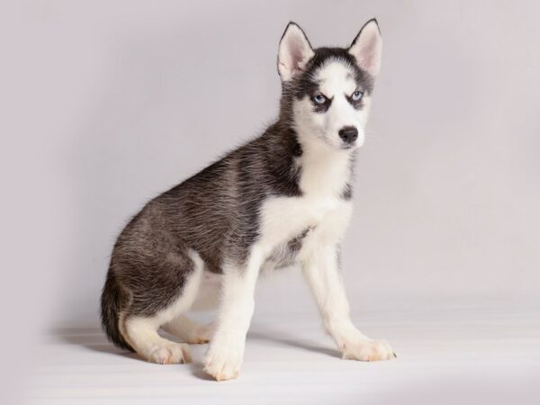 [#20942] Black / White Female Siberian Husky Puppies for Sale