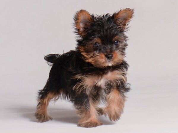 [#20939] Black / Tan Male Yorkshire Terrier Puppies for Sale