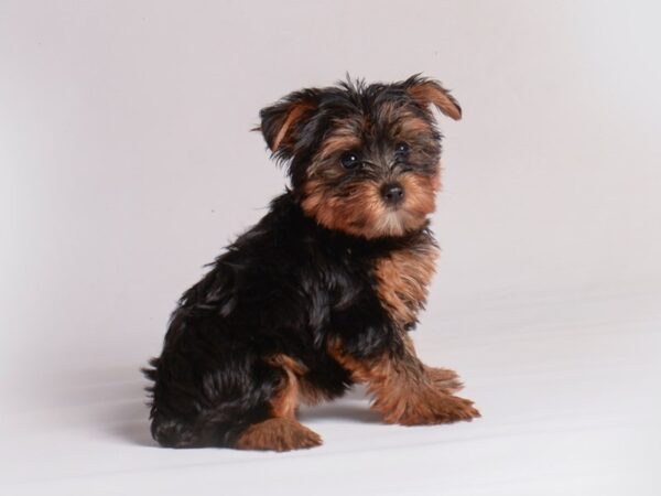[#20955] Black/Tan Female Yorkshire Terrier Puppies for Sale