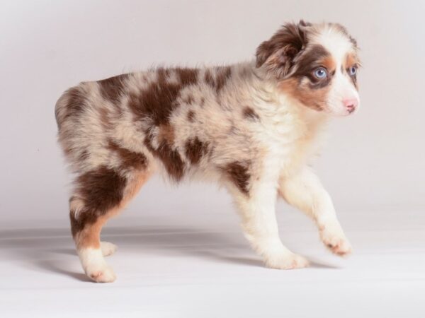 [#20953] Red Merle Male Toy Australian Shepherd Puppies for Sale