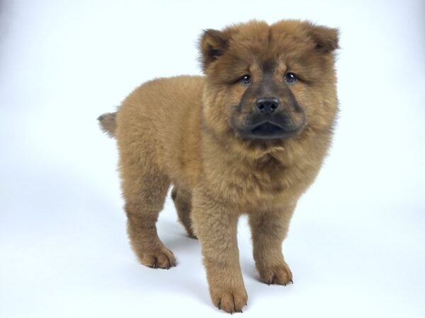 Chow Chow Puppies Breed Info Petland Topeka Kansas