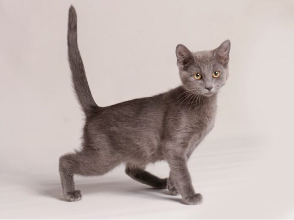 Kittens For Sale Petland Topeka Kansas