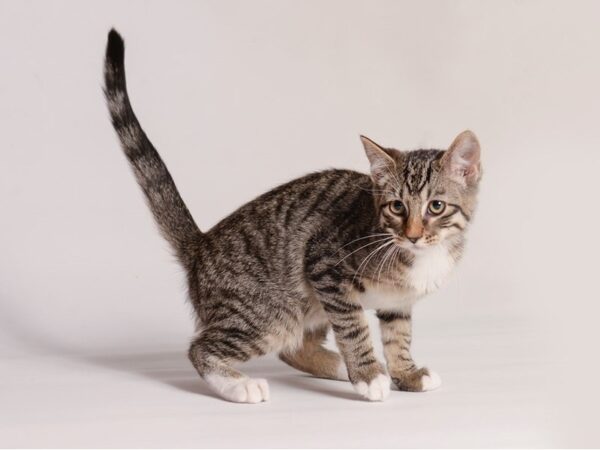 Kittens For Sale Petland Topeka Kansas