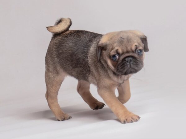 [#21245] Fawn Female Pug Puppies for Sale