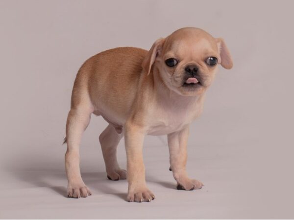 [#21333] Apricot Male Pug Puppies for Sale
