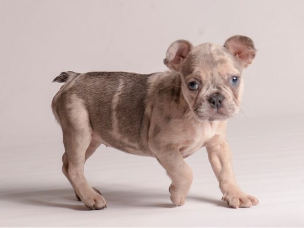[#21354] Blue Fawn Merle Female French Bulldog Puppies for Sale