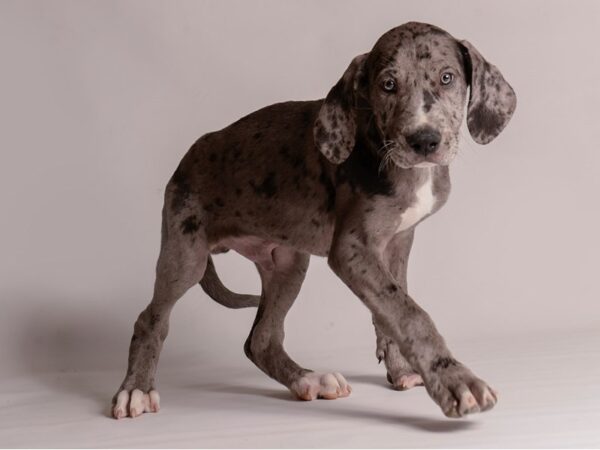 [#21347] Blue Merle Male Great Dane Puppies for Sale