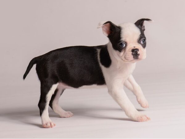 [#21343] Black / White Female Boston Terrier Puppies for Sale