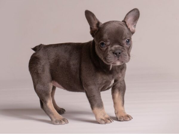 [#21359] Blue Female French Bulldog Puppies for Sale
