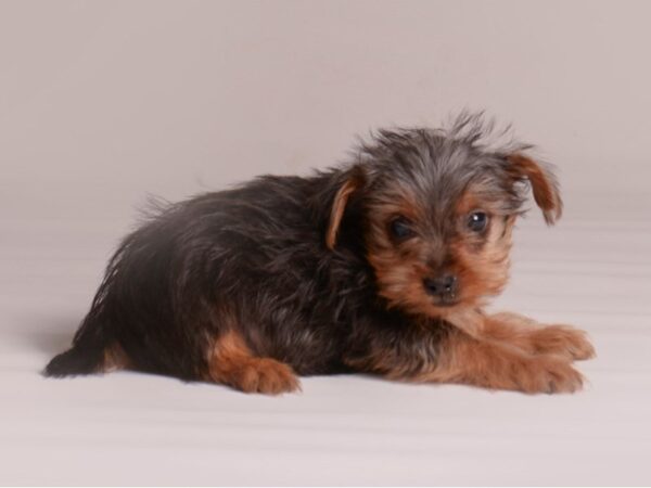 [#21366] Black and Tan Male Yorkshire Terrier Puppies for Sale