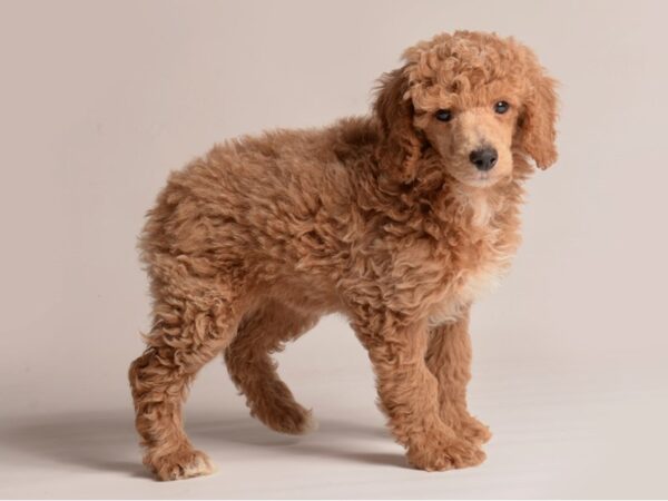 [#21384] Apricot Male Poodle Puppies for Sale