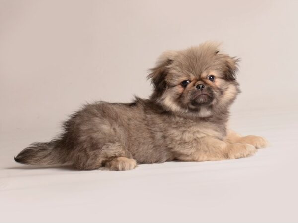 [#21357] Cream Sable Male Pekingese Puppies for Sale