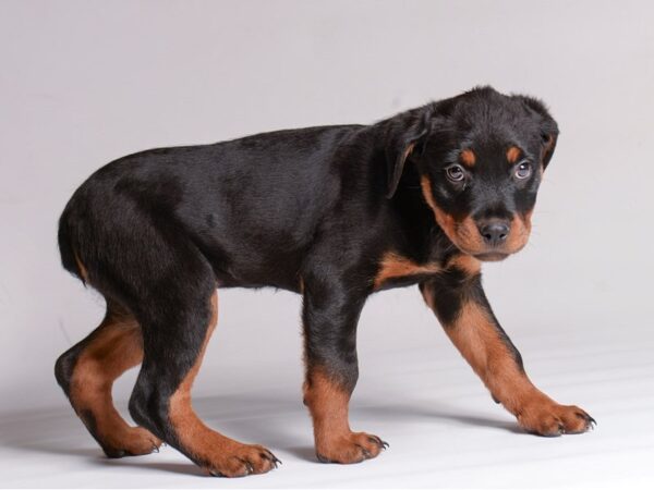 [#21385] Black / Rust Female Rottweiler Puppies for Sale