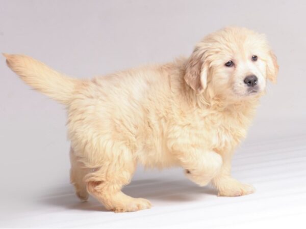 [#21390] Golden Female Golden Retriever Puppies for Sale