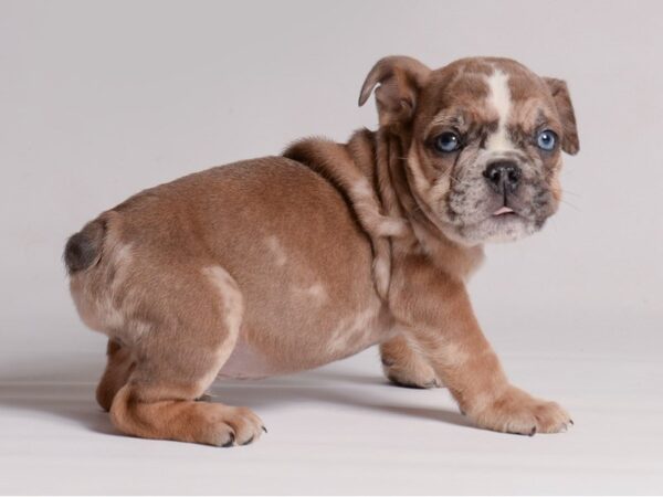 [#21416] Chocolate Merle Male Bulldog Puppies for Sale