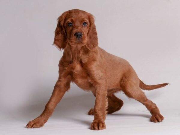[#21414] Red Female Irish Setter Puppies for Sale