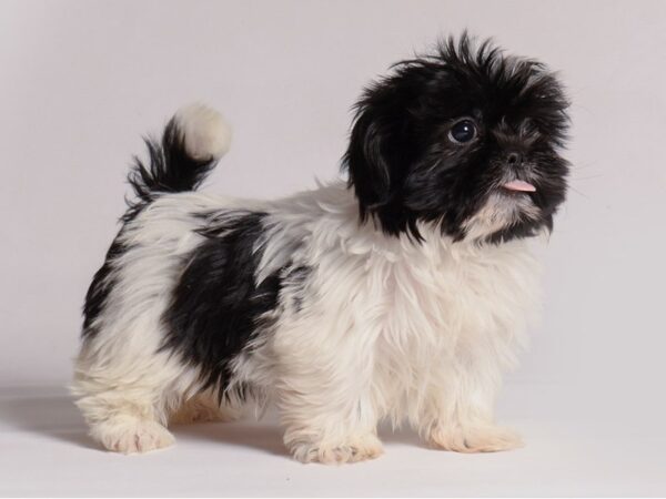 [#21412] Black / White Female Shih Tzu Puppies for Sale