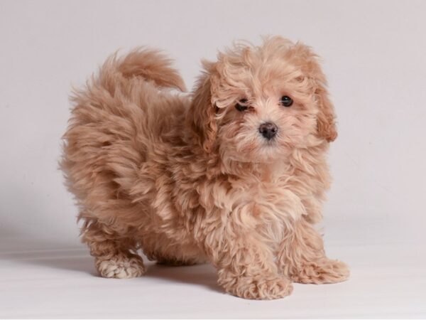 [#21409] Apricot Female Maltipoo Puppies for Sale