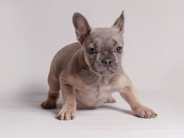 [#21400] Blue Fawn Female French Bulldog Puppies for Sale