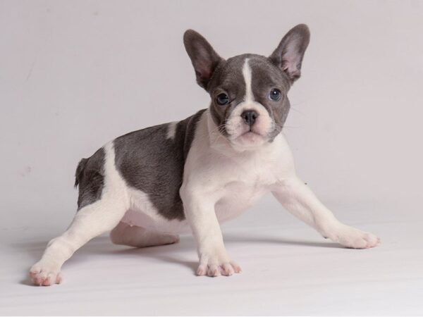 [#21397] Blue Pied Female French Bulldog Puppies for Sale