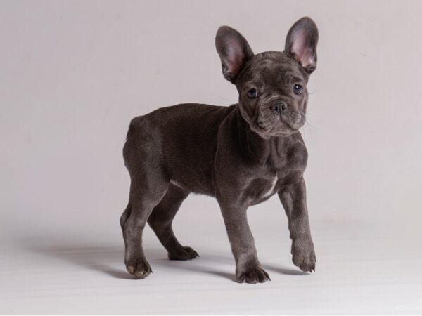 [#21396] Blue Female French Bulldog Puppies for Sale