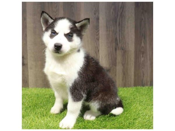 [#21424] Black / White Female Siberian Husky Puppies for Sale