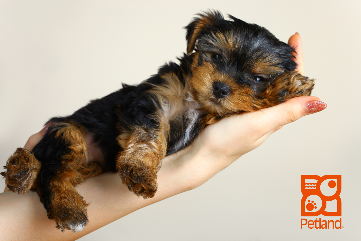 Pet Store Banner