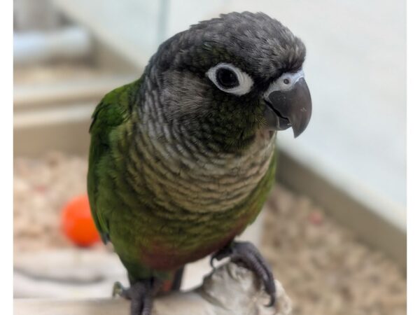 [#21783] Green Green Cheek Conure Birds for Sale