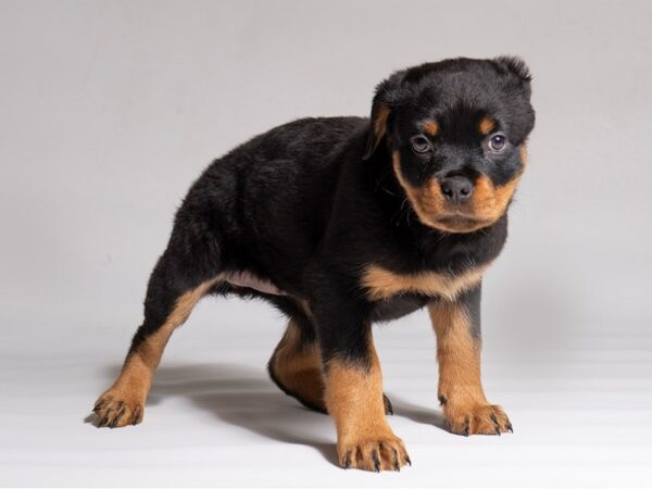 [#21906] Black / Rust Female Rottweiler Puppies for Sale