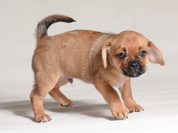 [#21940] Fawn Sable Male Puggle Puppies for Sale