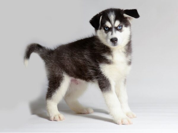 [#21944] Black / White Male Siberian Husky Puppies for Sale