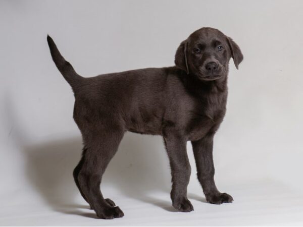 [#21958] Silver Female Labrador Retriever Puppies for Sale