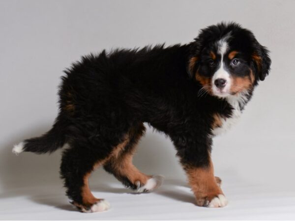 [#21960] Black Tan / White Female Bernese Mountain Dog Puppies for Sale
