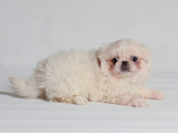 [#21980] Cream Female Pekingese Puppies for Sale