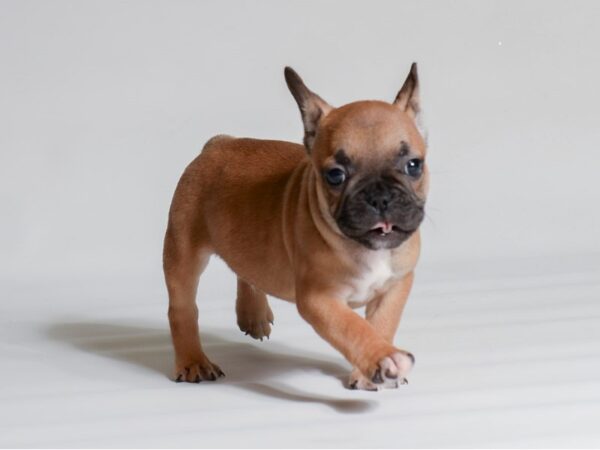 [#21973] Red Male French Bulldog Puppies for Sale