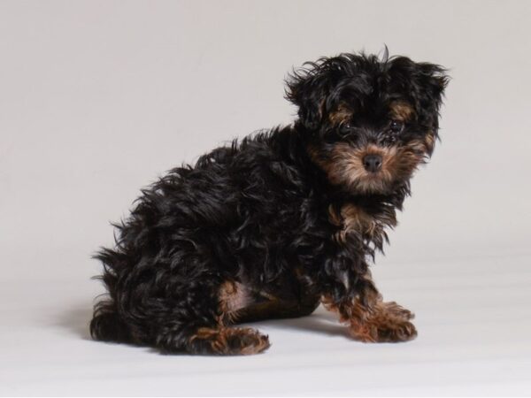 [#21996] Black and Tan Male Yorkiepoo Puppies for Sale