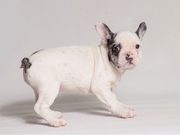 [#21994] Blue Merle Female French Bulldog Puppies for Sale