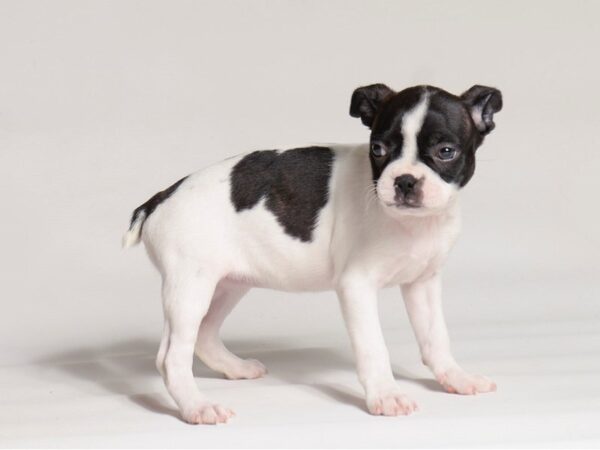 [#21997] Black / White Female Boston Terrier Puppies for Sale
